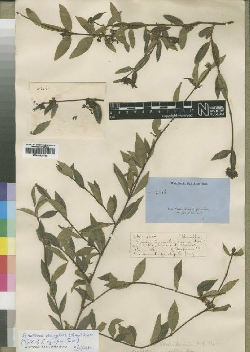 Ectadiopsis oblongifolia (Meisn) Schltr. - BM000925789