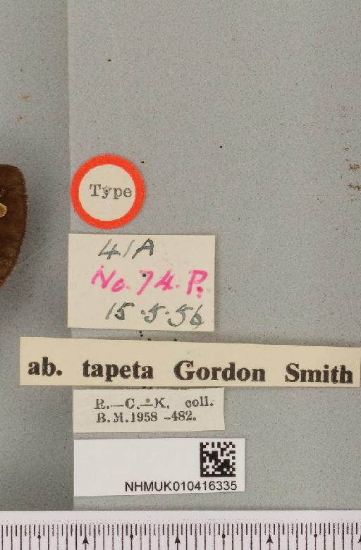 Arctia caja ab. tapeta Smith, 1957 - NHMUK_010416335_a_label_528729