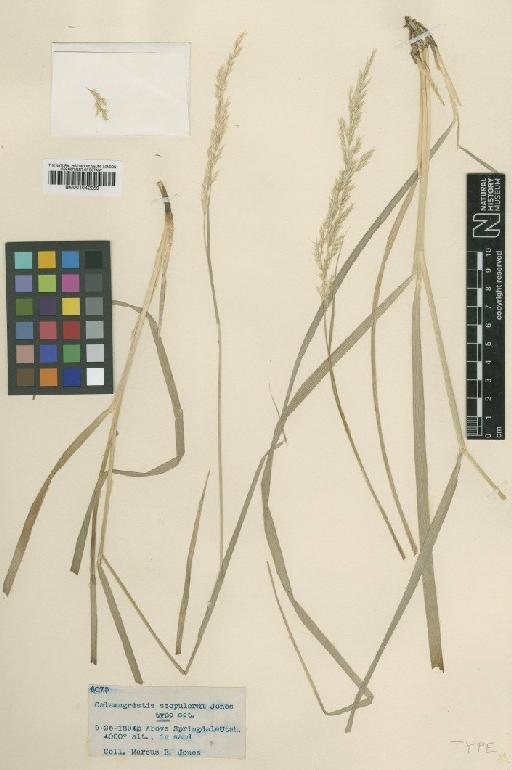 Calamagrostis scopulorum M.E.Jones - BM001042259