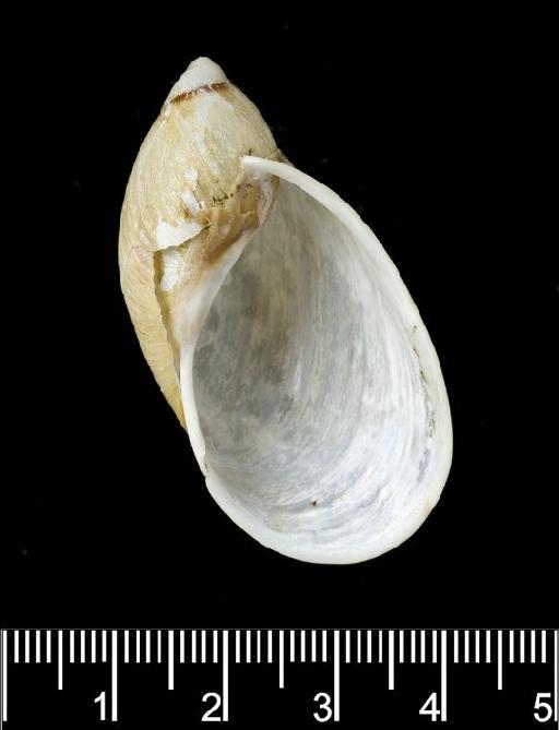 Bulimus latilabris Pfeiffer, 1855 - Bulimus latilabris Pfeiffer, 1855. NHM 1975127. LECTOTYPE. Apertural view