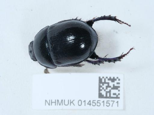 Anoplotrupes stercorosus (Hartmann in Scriba, 1791) - 014551571_2