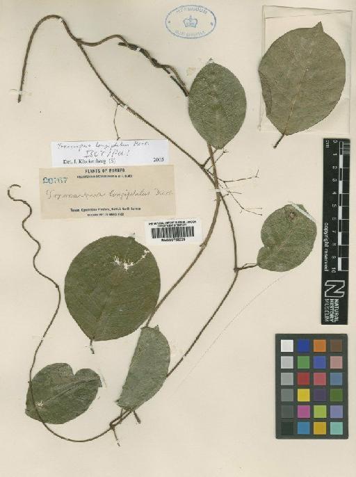 Toxocarpus longipetalus Merr. - BM000793229