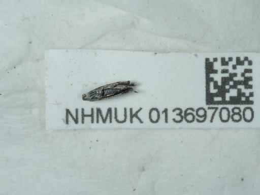 Glyphipterix simpliciella (Stephens, 1834) - 013697080_2