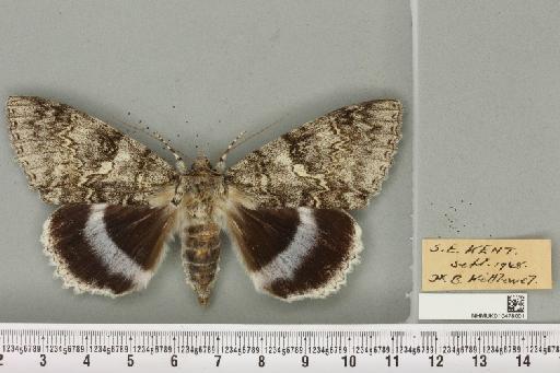 Catocala fraxini ab. contigua Schultz, 1906 - NHMUK_010478001_543153