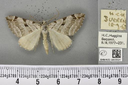 Aplocera plagiata plagiata (Linnaeus, 1758) - BMNHE_1833024_406107