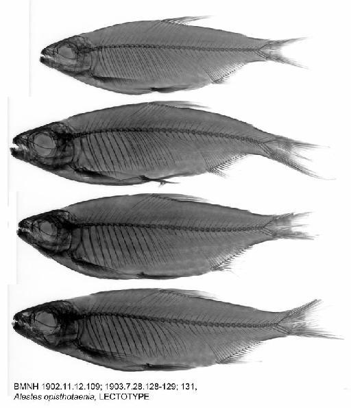 Alestes opisthotaenia Boulenger, 1903 - BMNH 1902.11.12.109; 1903.7.28.128-129; 131, Alestes opisthotaenia, LECTOTYPE, Radiograph