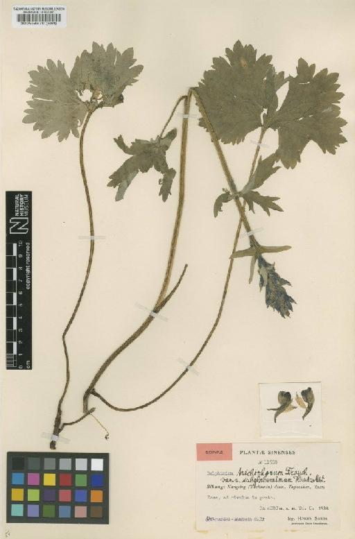 Delphinium trichophorum Franch. - BM000554670