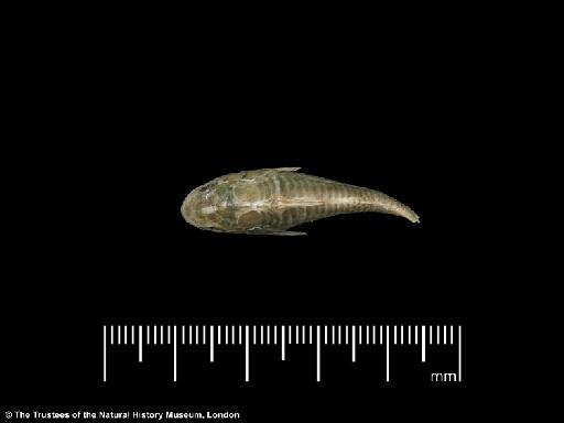 Callichthys paleatus Jenyns, 1842 - BMNH 1917.7.14.18, LECTOTYPE, Callichthys paleatus, dorsal