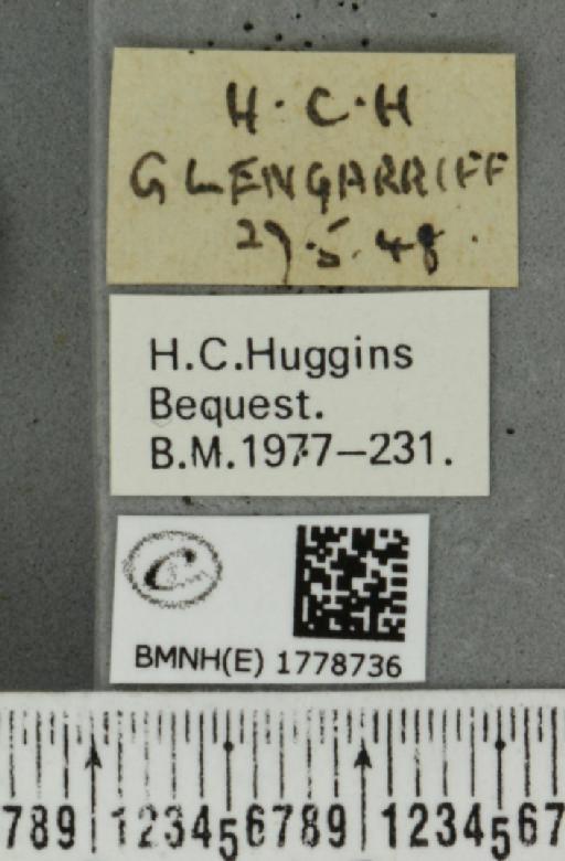 Colostygia pectinataria ab. albocincta Lempke, 1949 - BMNHE_1778736_label_354379