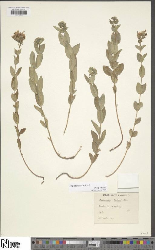 Hypericum richeri subsp. richeri - BM001200829