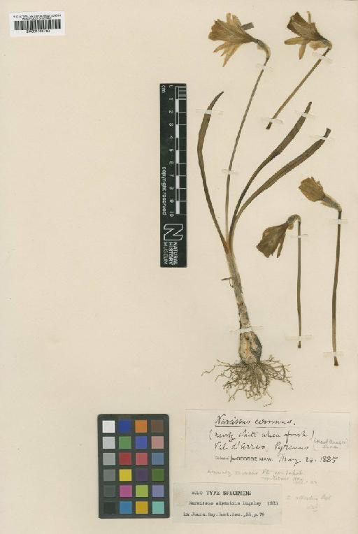 Narcissus pseudonarcissus subsp. moschatus (L.) Baker - BM001066760