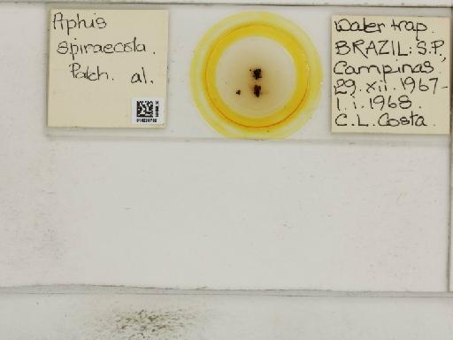 Aphis (Medoralis) spiraecola Patch, 1914 - 014226732_112528_1093088_157792_NoStatus