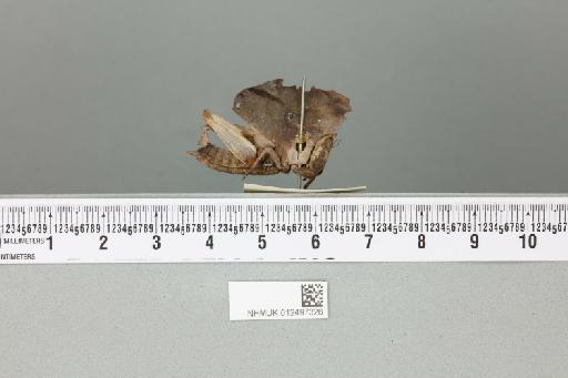 Xiphicera gallinacea (Fabricius, 1793) - 012497326_reverse