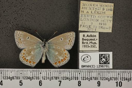 Polyommatus icarus icarus ab. antico-obsoleta Tutt, 1910 - BMNHE_1298781_149265