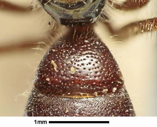 Augochlora briseis Smith, F., 1879 - Augochlora briseis type 17a1021first gastral sclerite dorsal