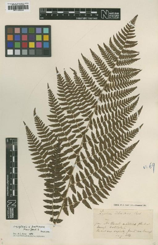 Dryopteris x brathaica Fraser-Jenk. & Reichst. - BM001066206