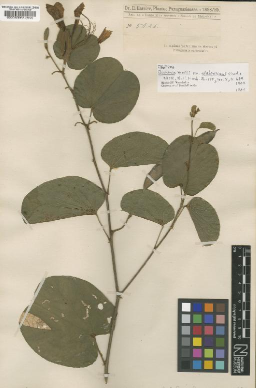 Bauhinia mollis (Bong) Dietr - BM000545088