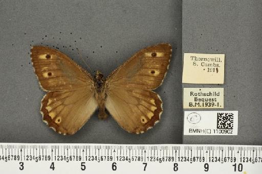 Hipparchia semele semele ab. pallida Tutt, 1896 - BMNHE_1100902_11721