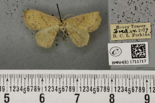 Cyclophora porata (Linnaeus, 1767) - BMNHE_1711717_275849