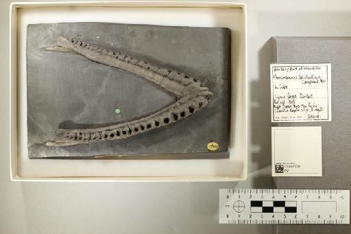 Plesiosaurus dolichodeirus Conybeare, 1824 - 010027208_L010096516