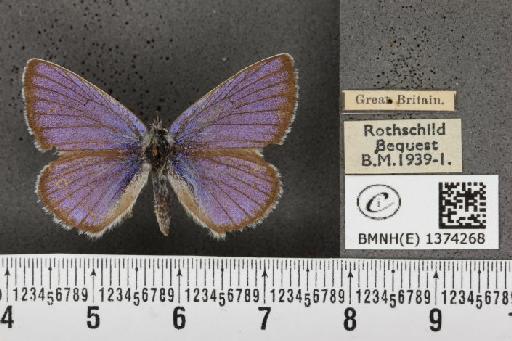 Cyaniris semiargus semiargus (Rottemburg, 1775) - BMNHE_1374268_167600