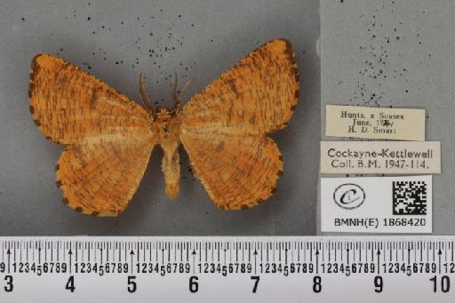 Angerona prunaria (Linnaeus, 1758) - BMNHE_1868420_440598