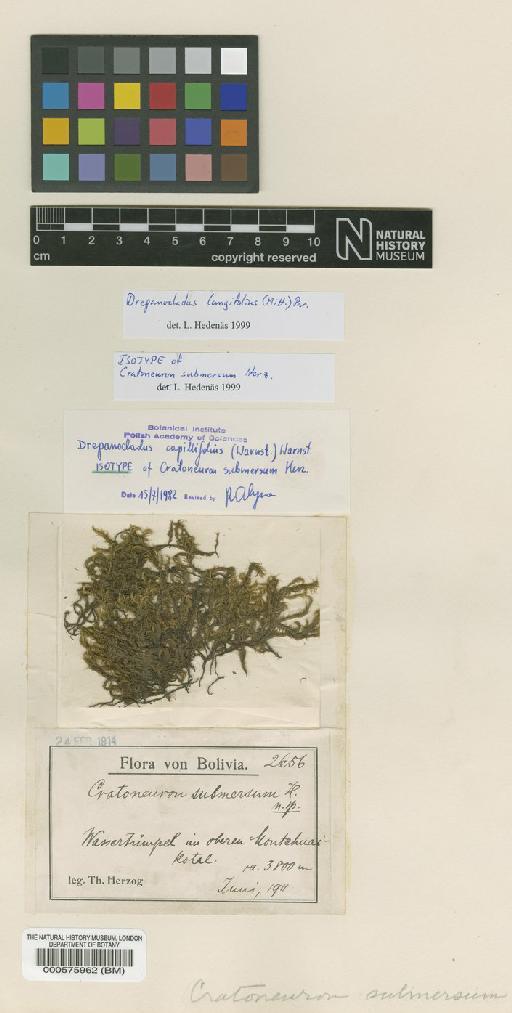 Drepanocladus longifolius (Mitt.) Broth. ex Paris - BM000575962_a