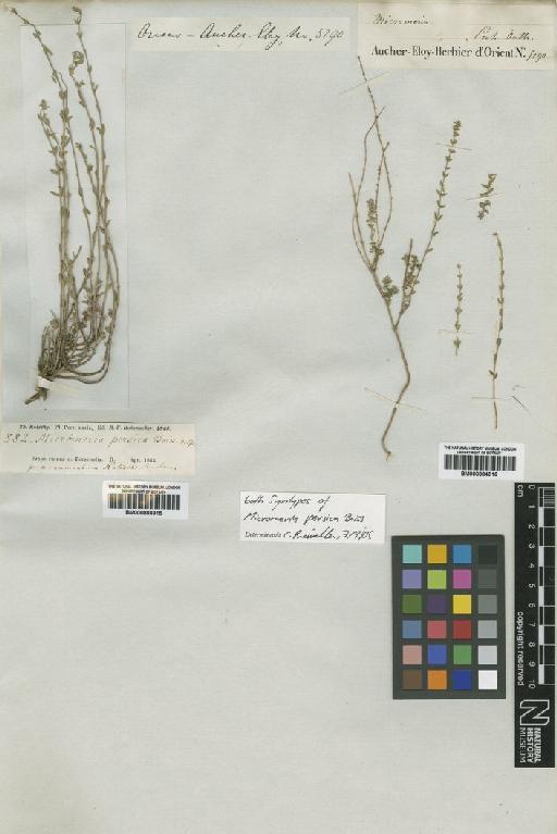 Micromeria persica Boiss - BM000884915
