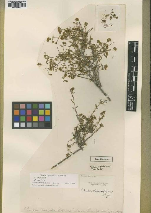 Pimelea thesioides S.Moore - BM000895074