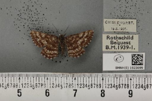 Ematurga atomaria (Linnaeus, 1758) - BMNHE_1923099_487679