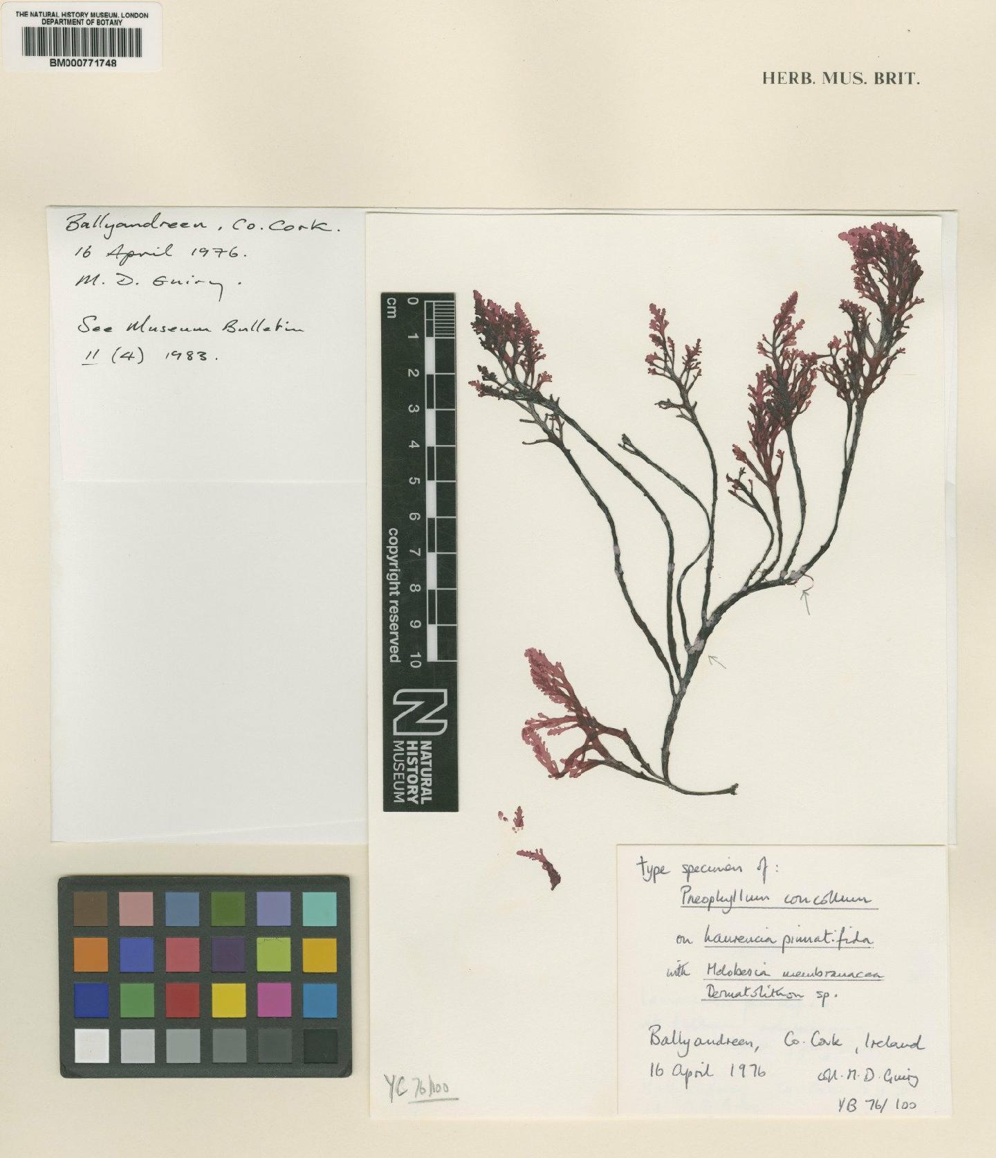 To NHMUK collection (Pneophyllum myriocarpum (P.Crouan & H.Crouan) Y.M.Chamb.; Type; NHMUK:ecatalogue:4817019)
