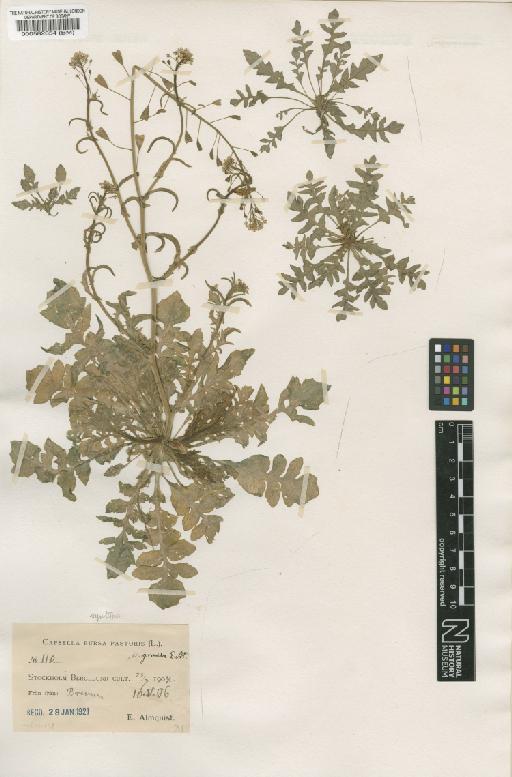 Capsella bursa-pastoris (L.) Medik. - BM000582854