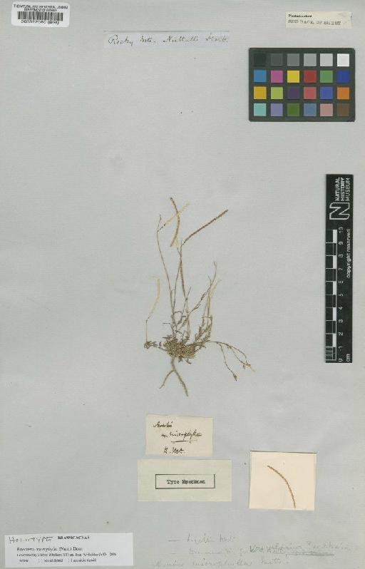 Boechera microphylla (Nutt) Dorn - BM000522060