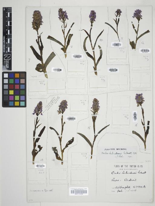 Dactylorhiza fuchsii subsp. hebridensis (Wilmott) Soó - 010766299