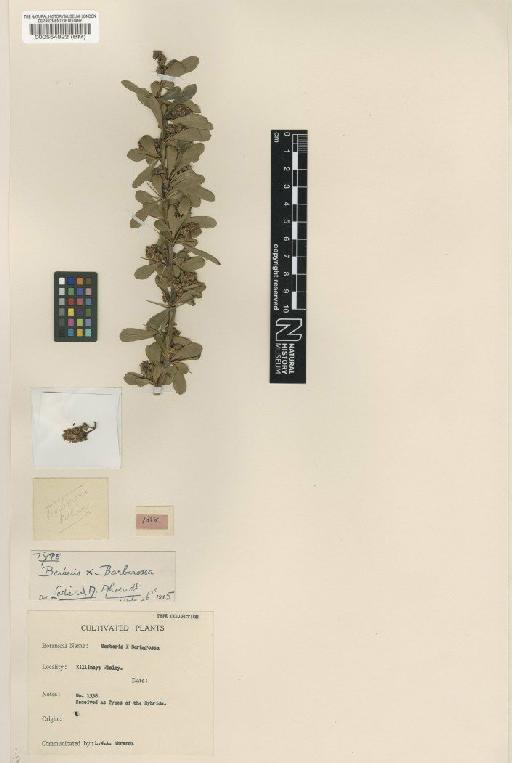 Berberis × carminea 'Barbarossa' - BM000554822