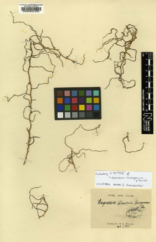 Angraecum decaryanum H.Perrier - BM000539233