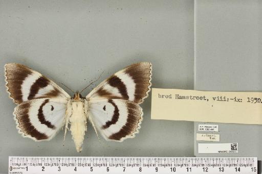 Catocala fraxini (Linnaeus, 1758) - NHMUK_010478177_543349