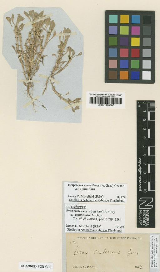 Evax caulescens var. sparsiflora A.Gray - BM001025533