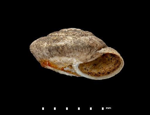 Helix berthelotii A.D.Orb., 1839 - 1854.9.28.34, SYNTYPES, Helix berthelotii A.D.Orb., 1839