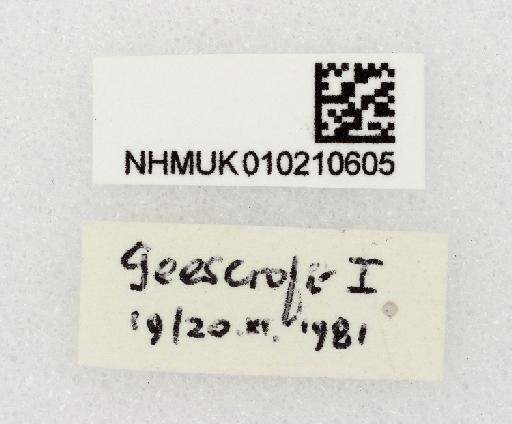 Neoleria propinqua Collin, 1943 - Neoleria_propinqua-010210605-labels