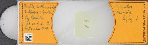 Myopites eximius Seguy, 1932 - BMNHE_1444940_58858