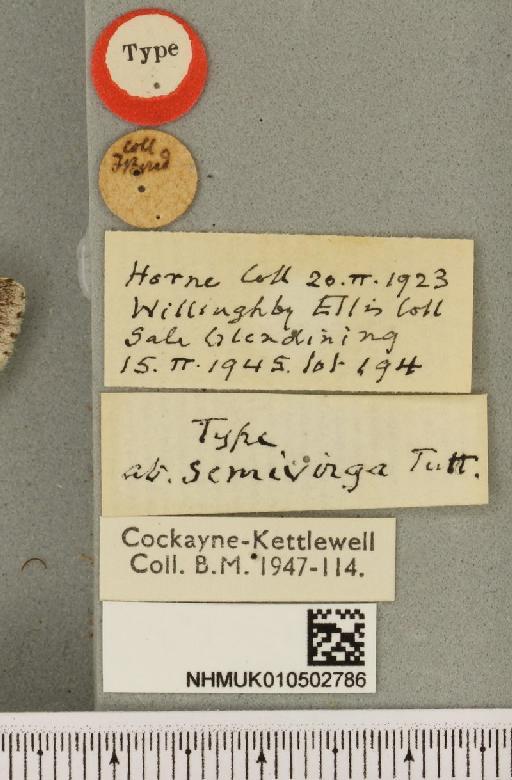 Acronicta leporina ab. semivirga Tutt, 1888 - NHMUK_010502786_label_560871