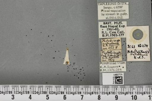 Phytoliriomyza australensis Spencer, 1963 - BMNHE_1488731_52622