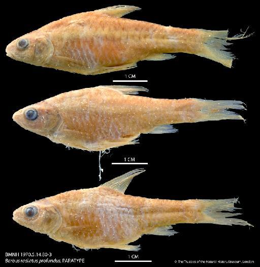 Barbus radiatus profundus Greenwood, 1970 - BMNH 1970_5_14_80-3 Barbus radiatus profundus, PARATYPE