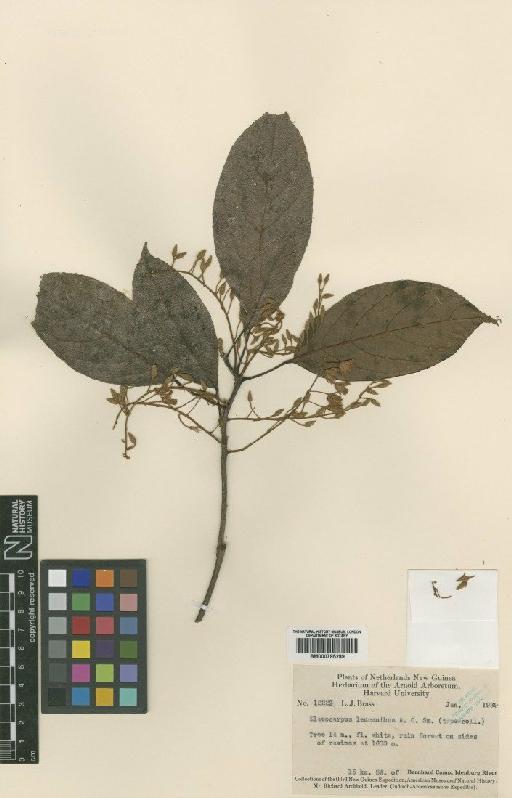 Elaeocarpus leucanthus A.C.Sm. - BM000795289