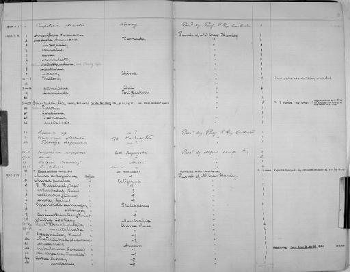 Cyrenoida cumingii - Zoology Accessions Register: Mollusca: 1900 - 1905: page 2