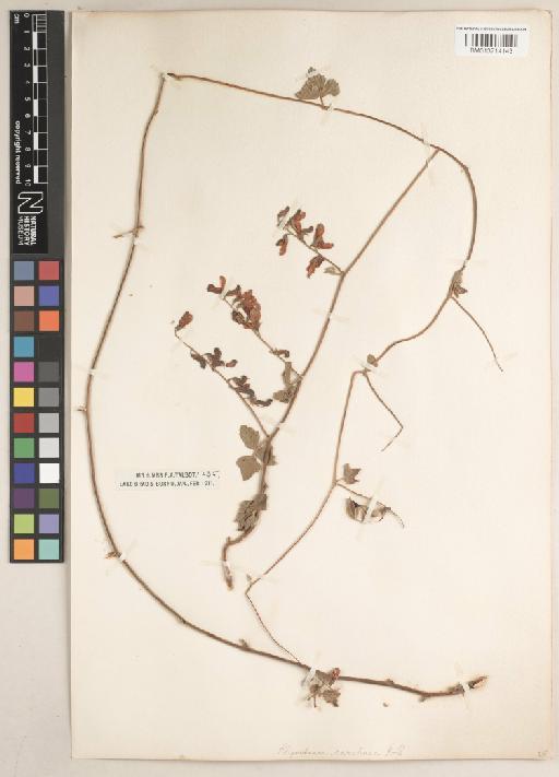 Rhynchosia caribaea (Jacq.) DC. - BM013714143