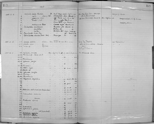 Galetta chuni (Lens & van Riemsdijk, 1908) - Zoology Accessions Register: Coelenterata: 1934 - 1951: page 105