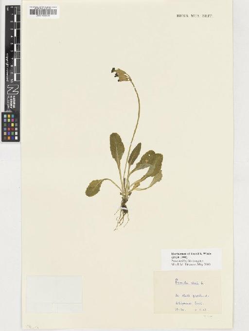 Primula veris L. - BM001036549