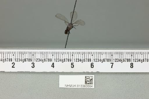 Argia infrequentula Fraser, 1946 - 013383664_lateral